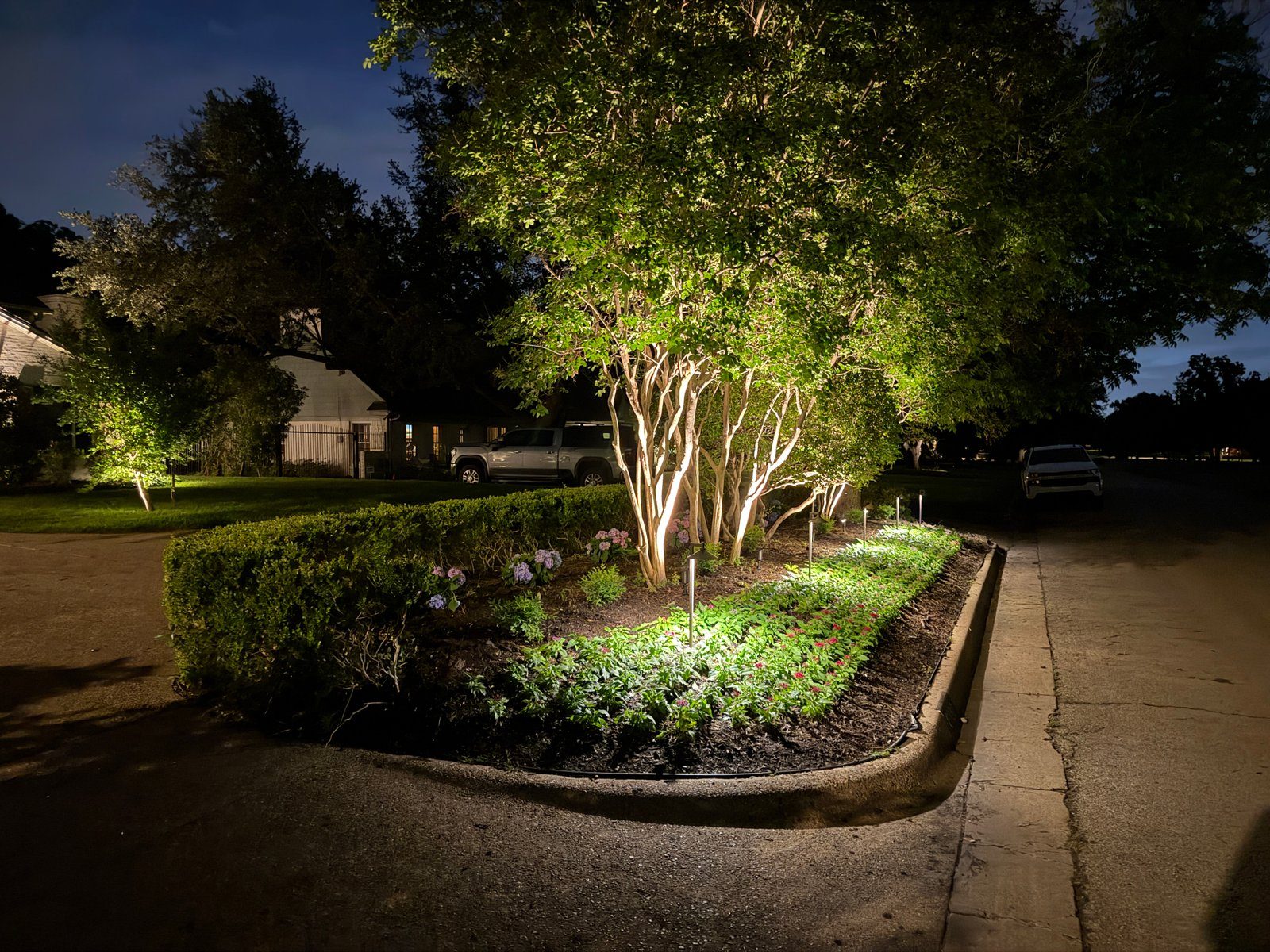 The Best Trees for Uplighting in North Texas